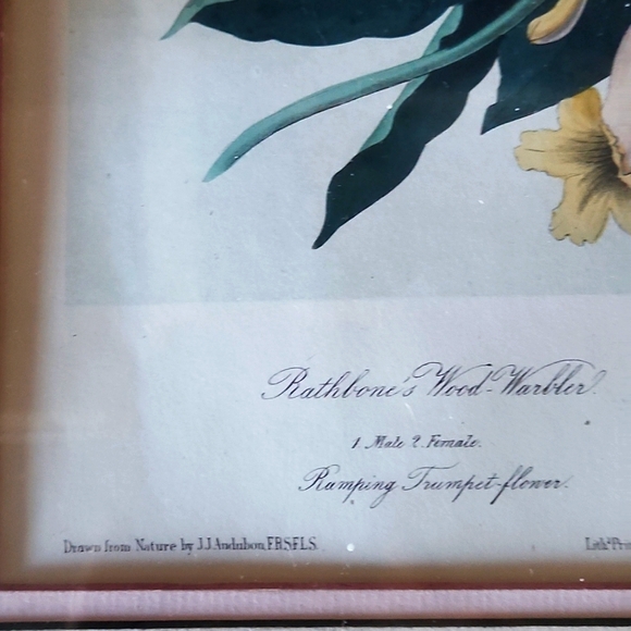 Rare Early-19th Century London Original John J. Audubon Hand-Coloured Engraving - Picture 3 of 6